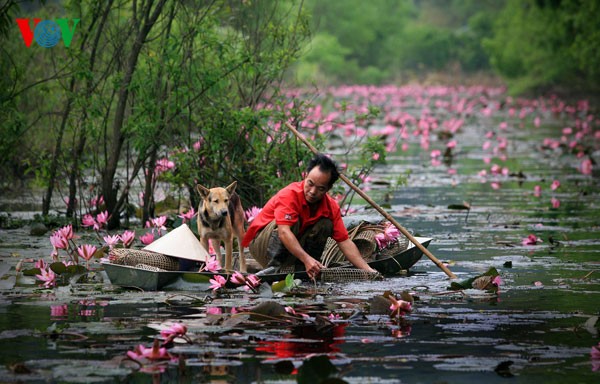 Water Lilies blossoming  - ảnh 5